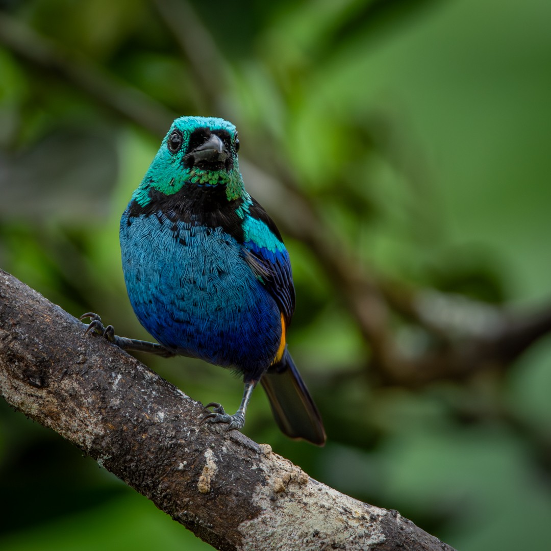 Seven-colored Tanager - Caio Osoegawa
