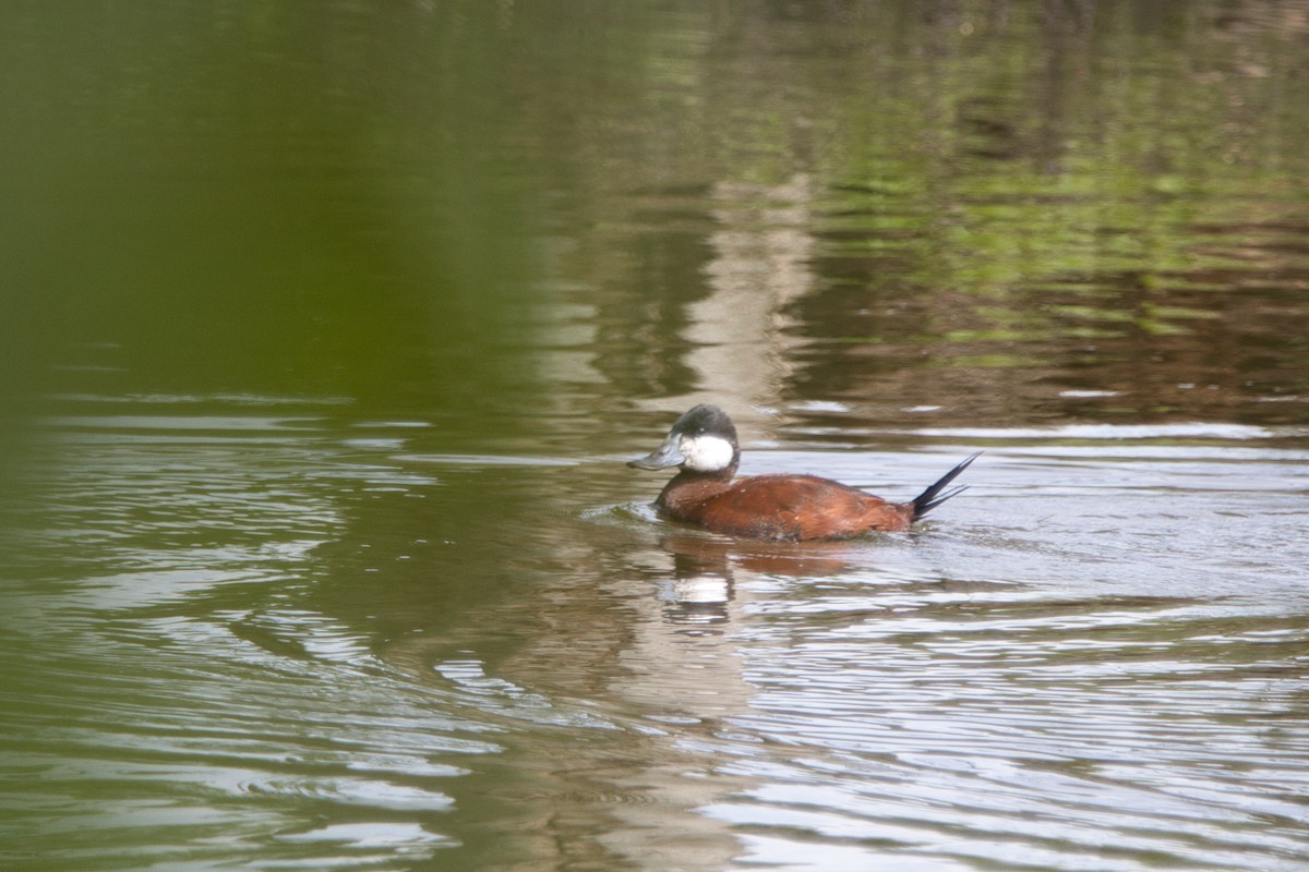 Ruddy Duck - Tomas Mazak