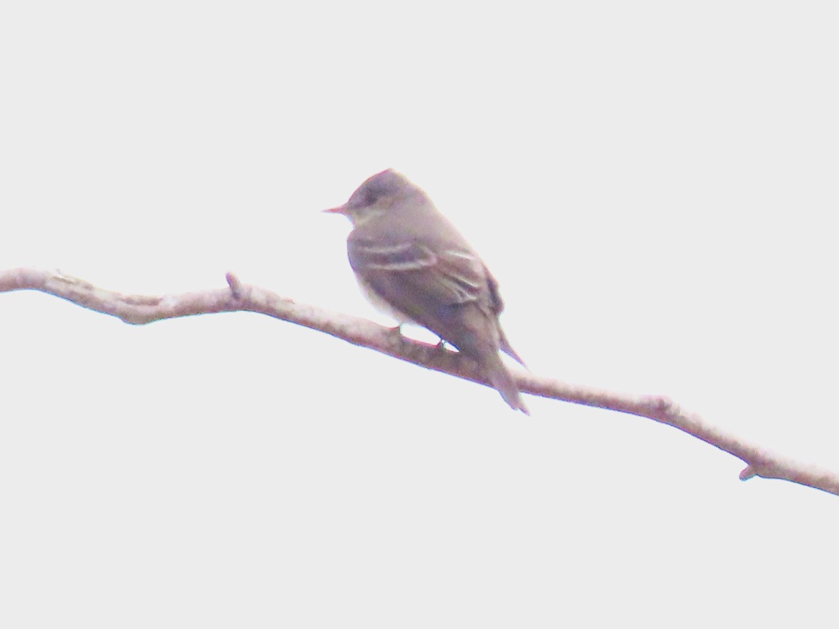 Western Wood-Pewee - Wanda Lo