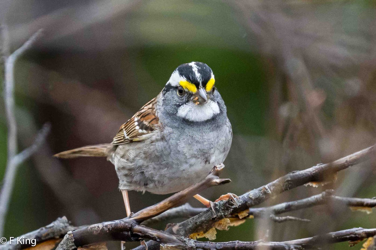 White-throated Sparrow - Frank King