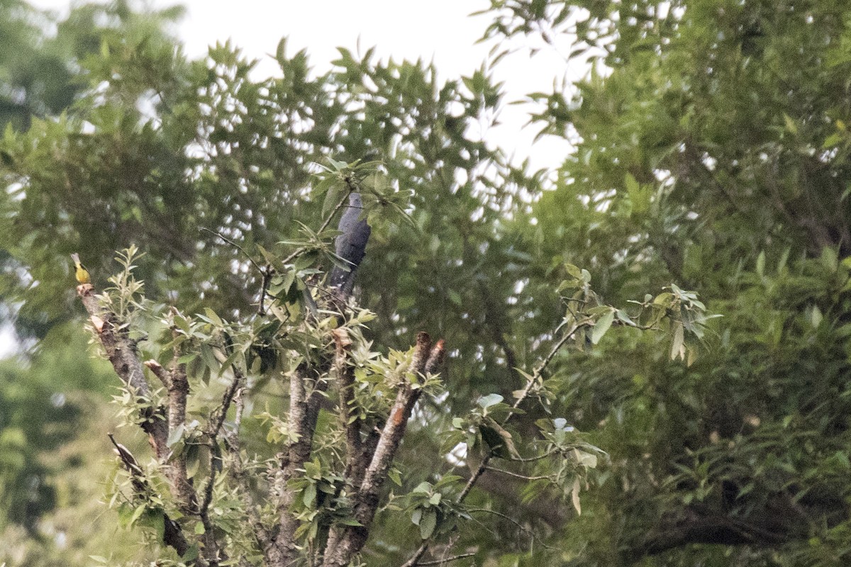 Himalayan Cuckoo - Ramesh Shenai