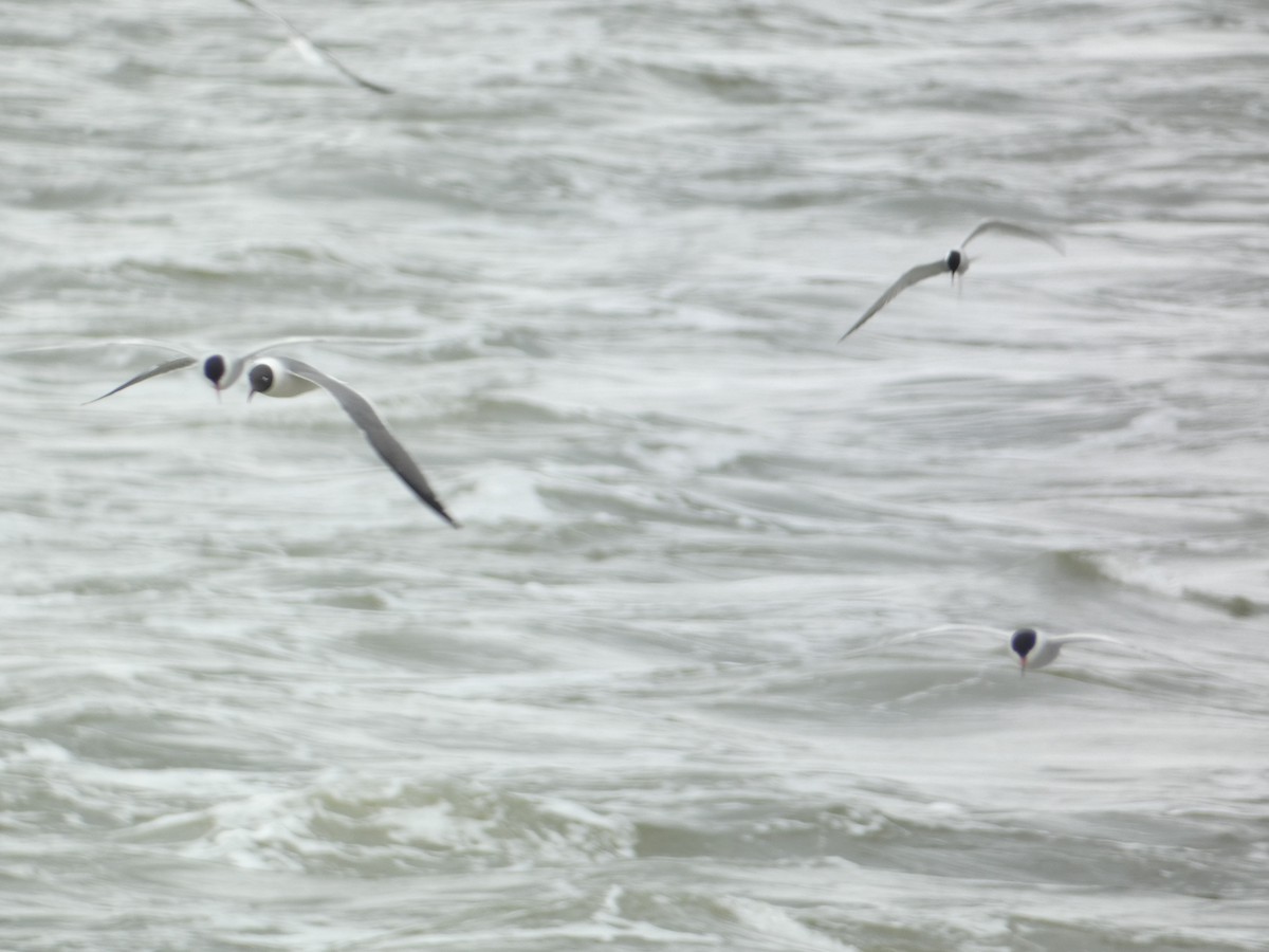 Common Tern - ML619030491