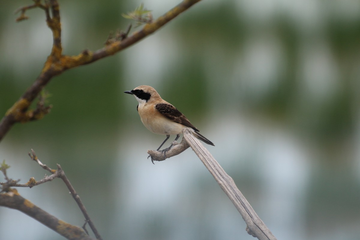 Eastern Black-eared Wheatear - Paul Roast