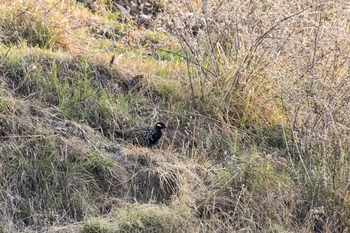 Black Francolin - Ramesh Shenai