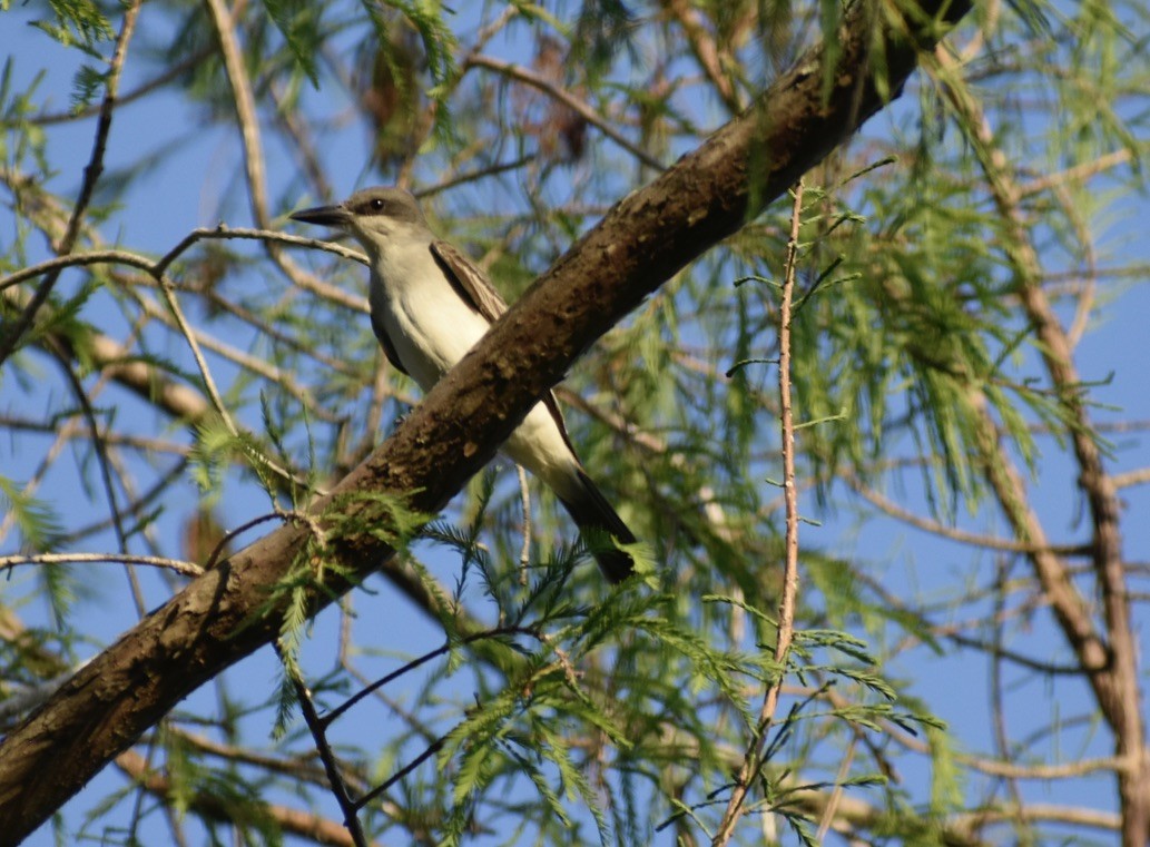 Gray Kingbird - Carlos G Vasquez C