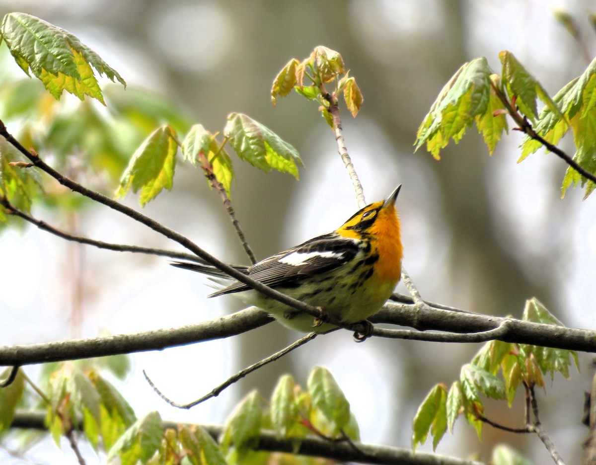 Blackburnian Warbler - ML619030519