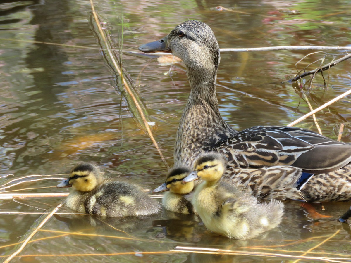 Mallard - ML619030529