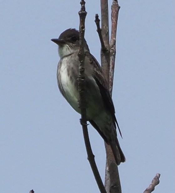 Olive-sided Flycatcher - Peter Gagarin