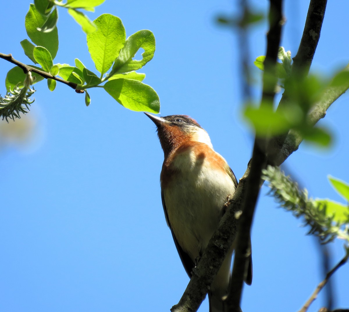 Bay-breasted Warbler - Nicole Werth