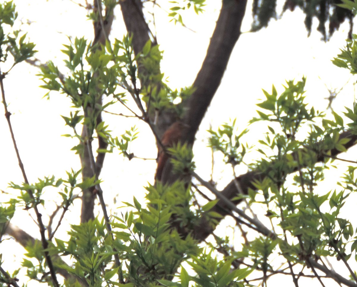 Summer Tanager - Kitawna Hoover