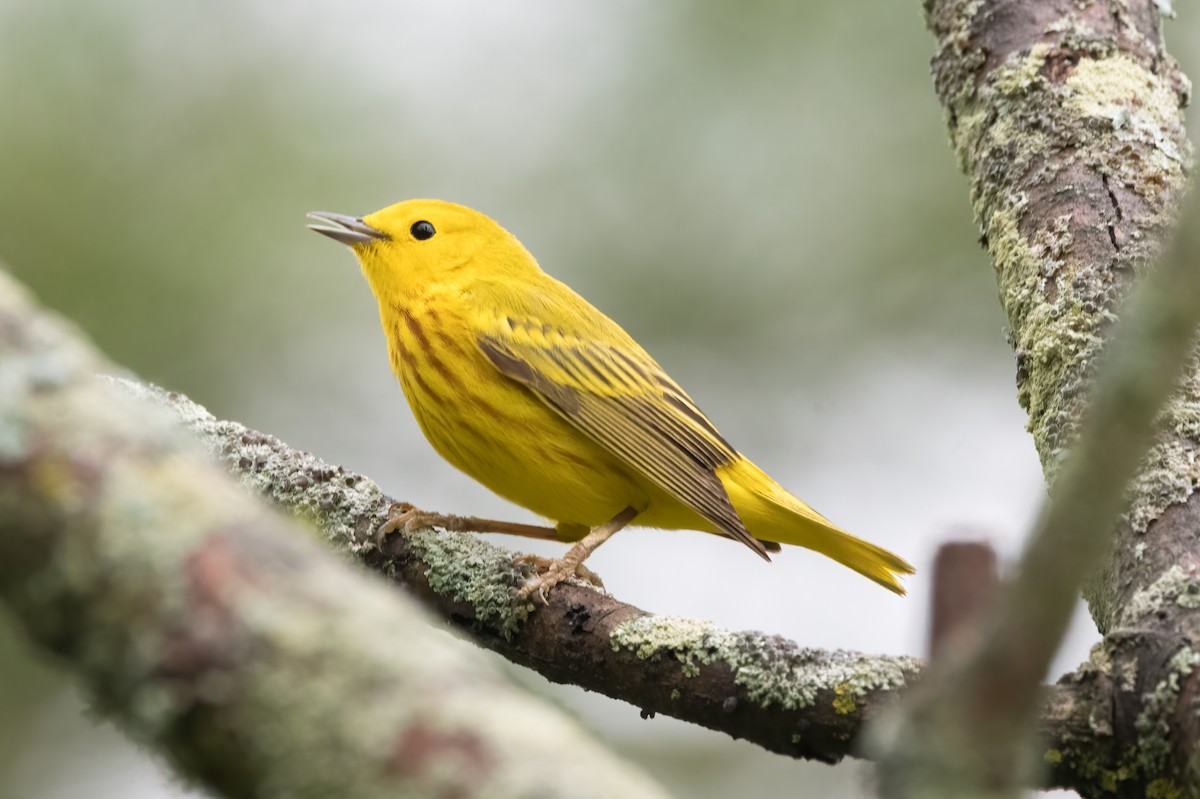 Yellow Warbler - Phil Harvey