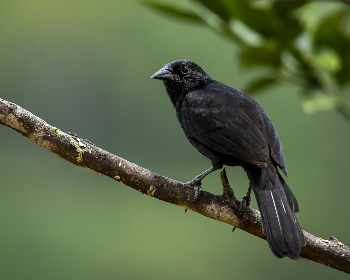 Forbes's Blackbird - ML619030565