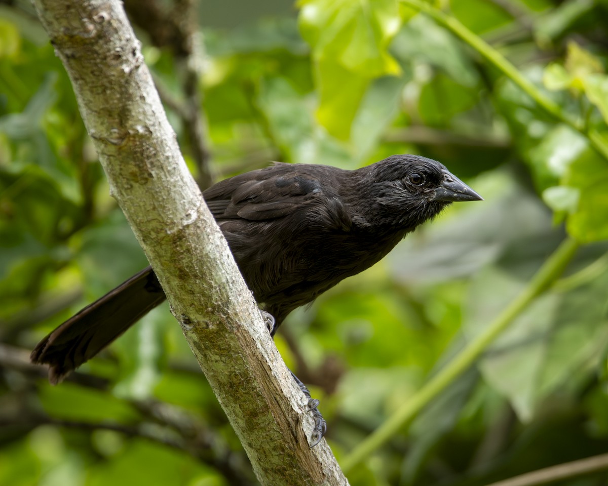 Forbes's Blackbird - Caio Osoegawa