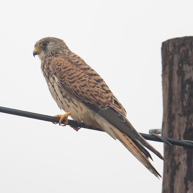 Lesser Kestrel - ML619030596