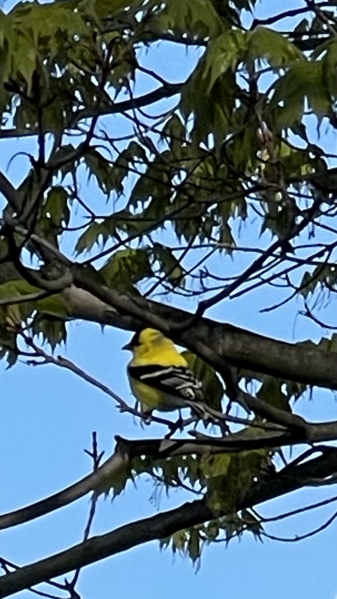 American Goldfinch - ML619030600