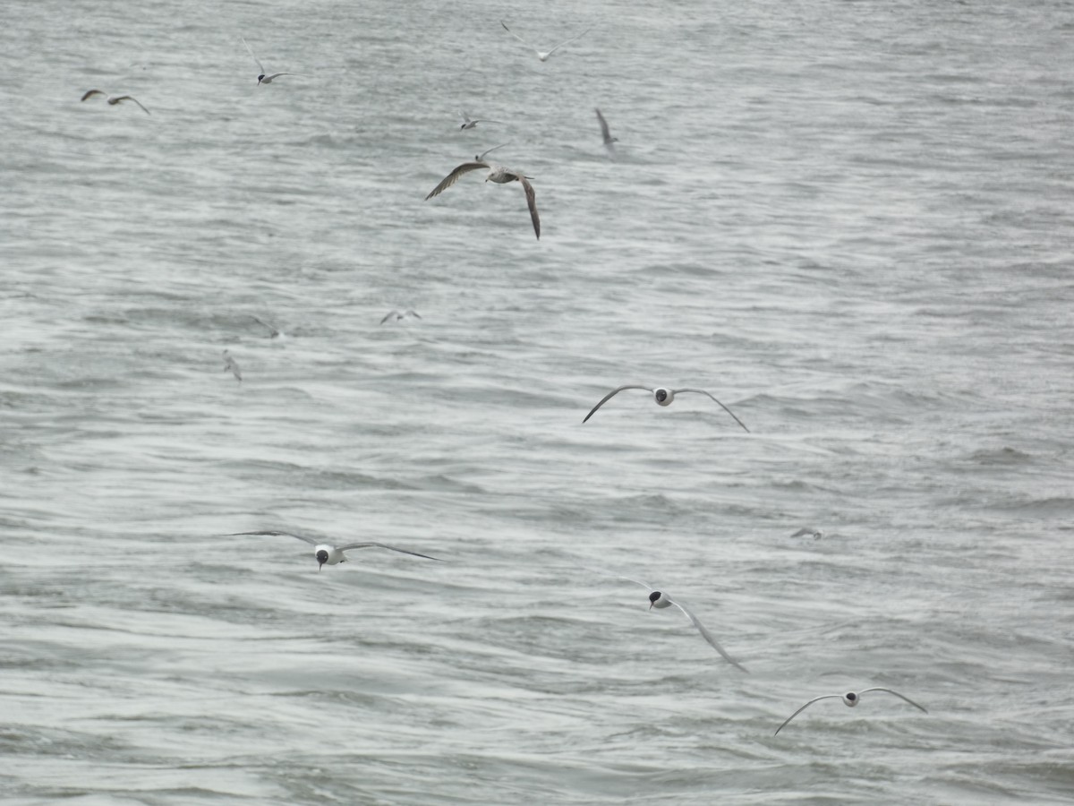 Laughing Gull - ML619030603