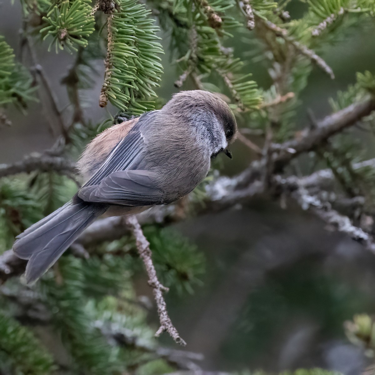 Boreal Chickadee - Christine Pelletier et (Claude St-Pierre , photos)