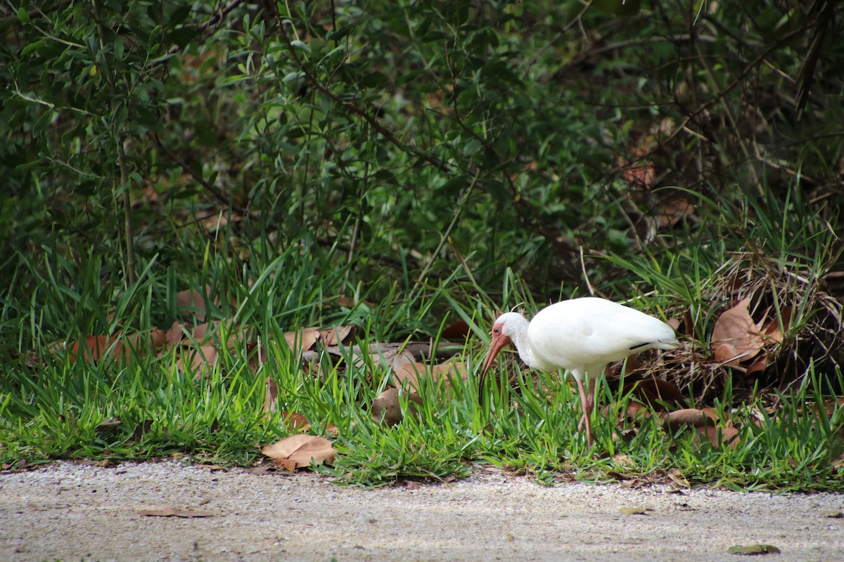 ibis bílý - ML619030610