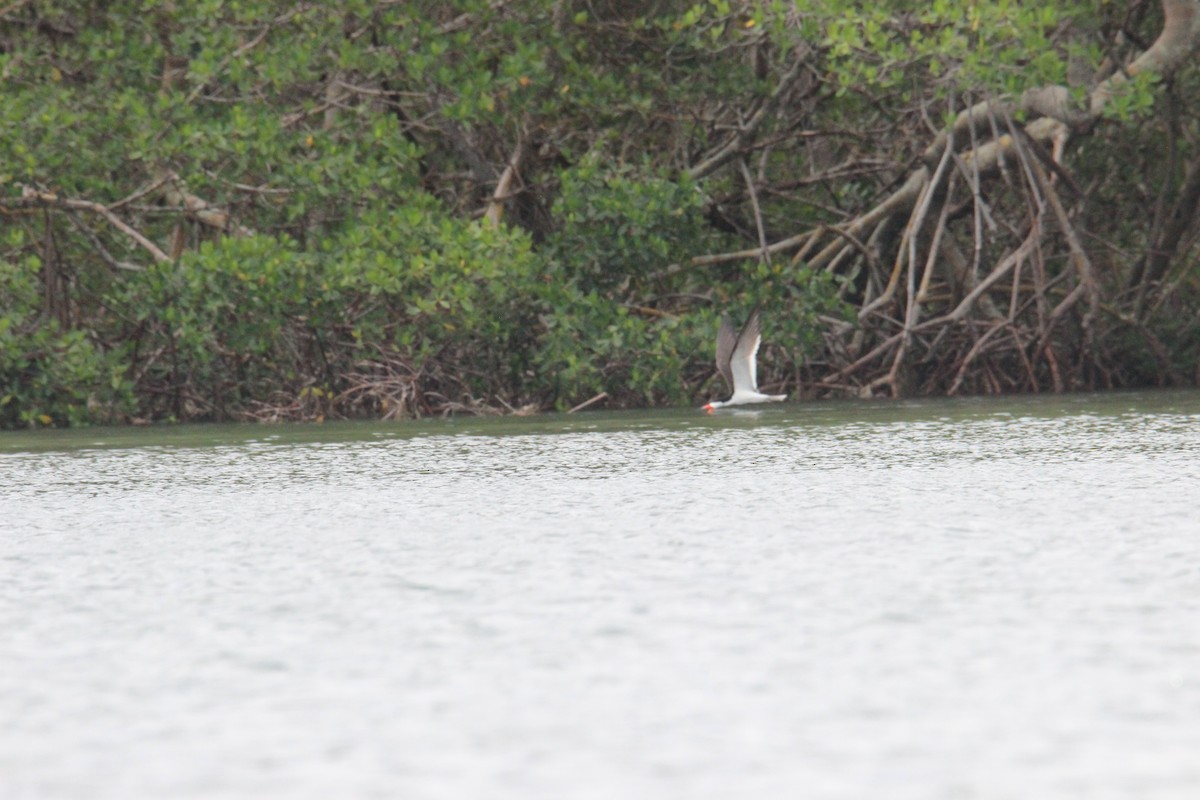 Black Skimmer - ML619030626