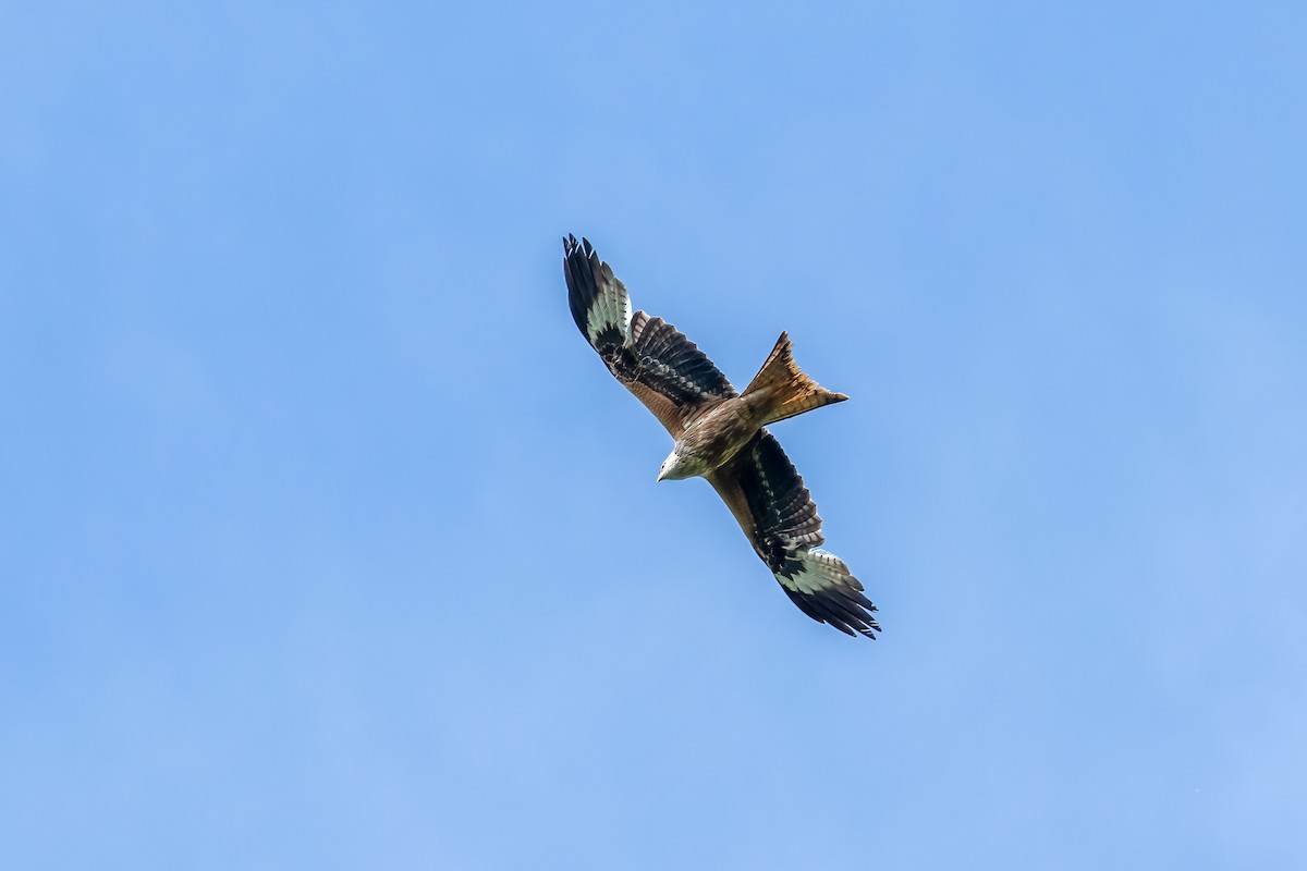 Red Kite - ML619030636