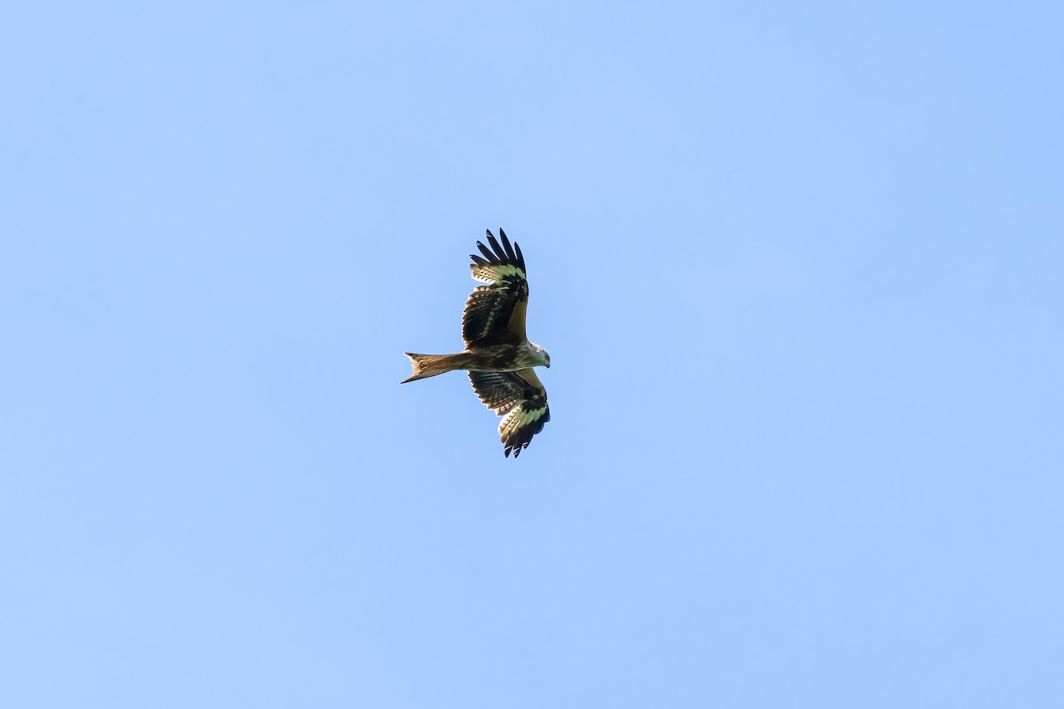 Red Kite - ML619030637