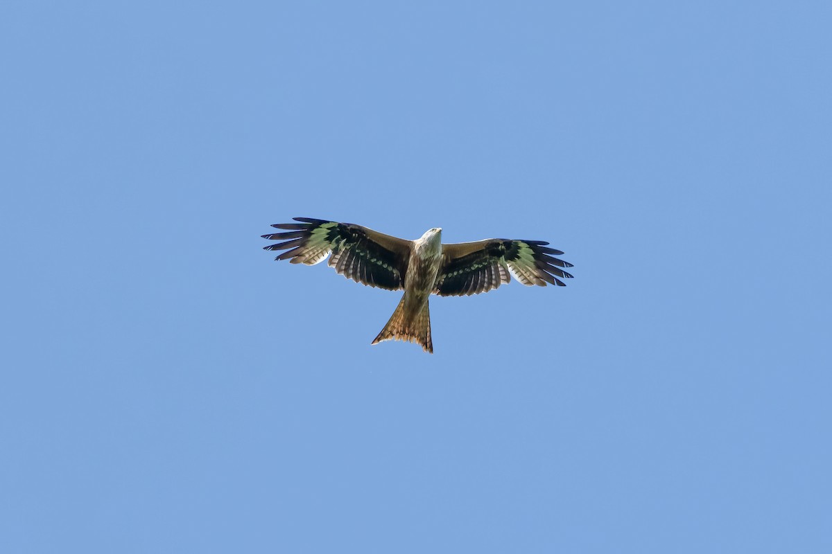 Red Kite - ML619030638