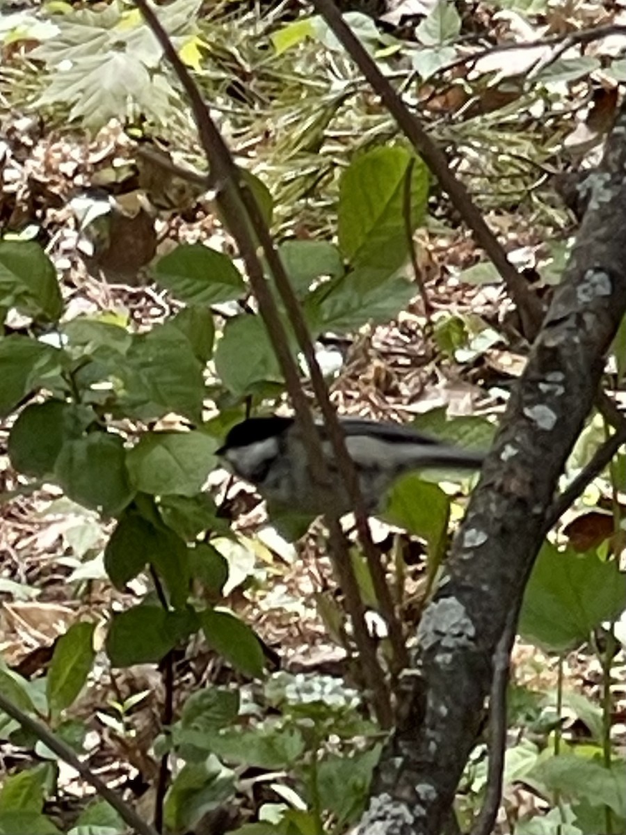 Black-capped Chickadee - Abeera Sohail