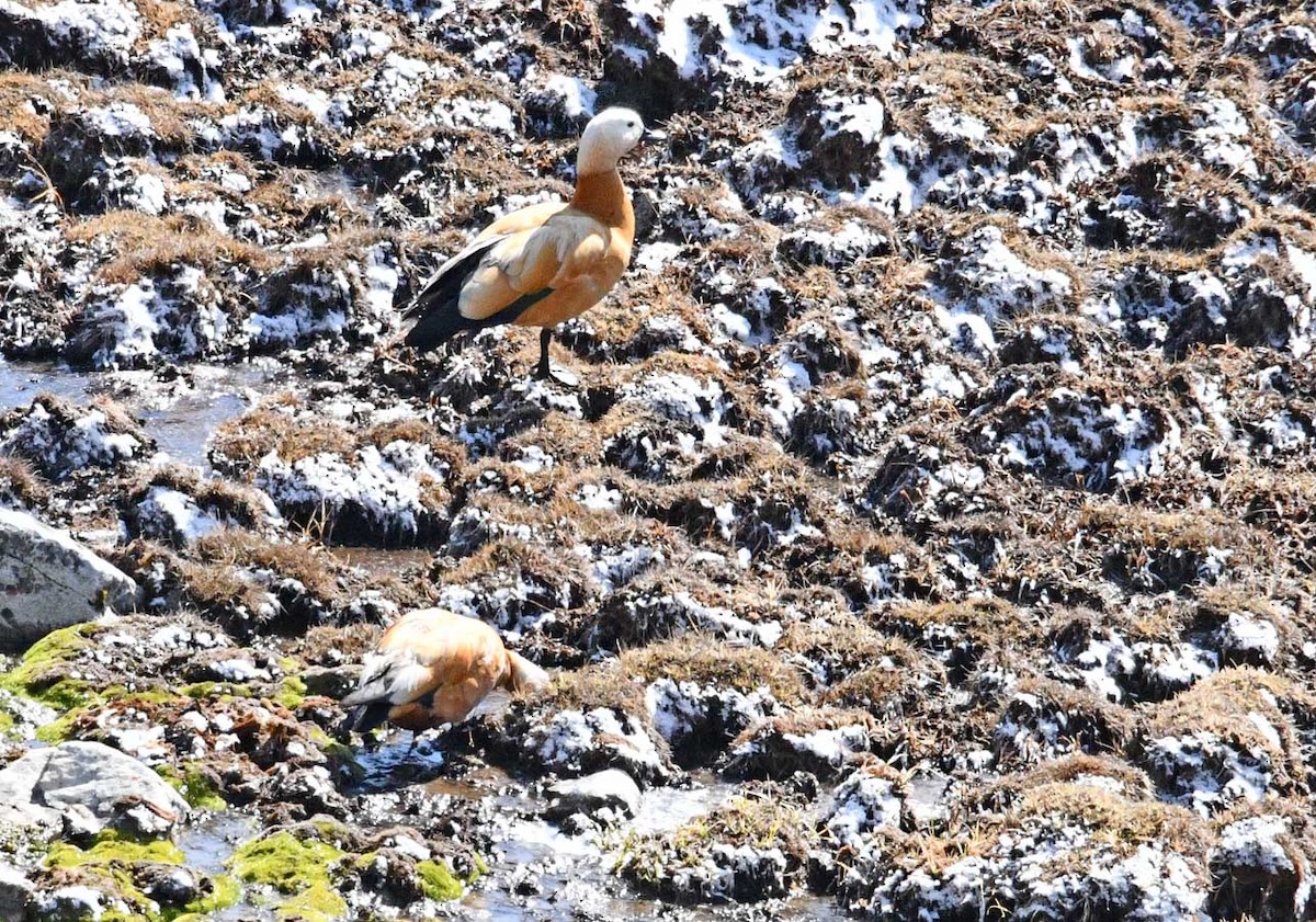 Ruddy Shelduck - ML619030653