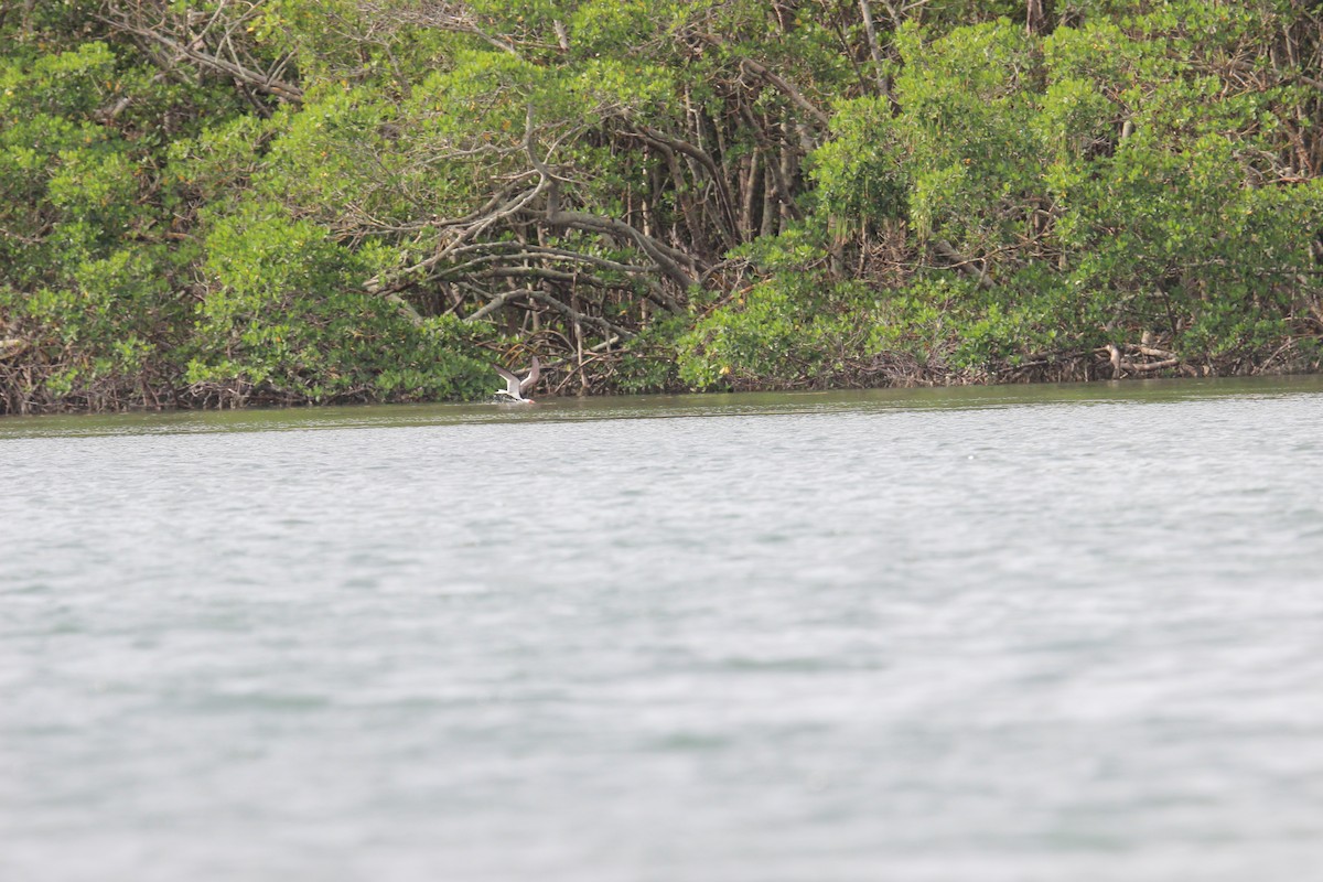 Black Skimmer - ML619030656