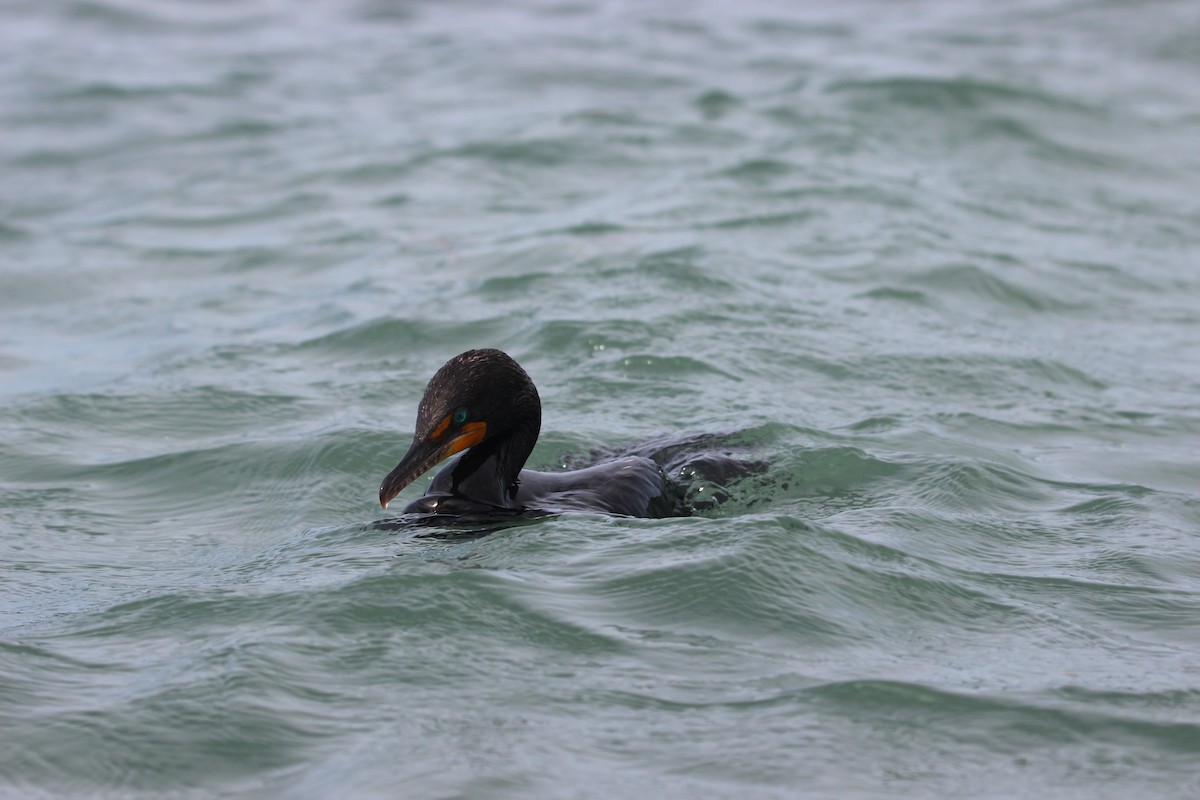 Double-crested Cormorant - ML619030659