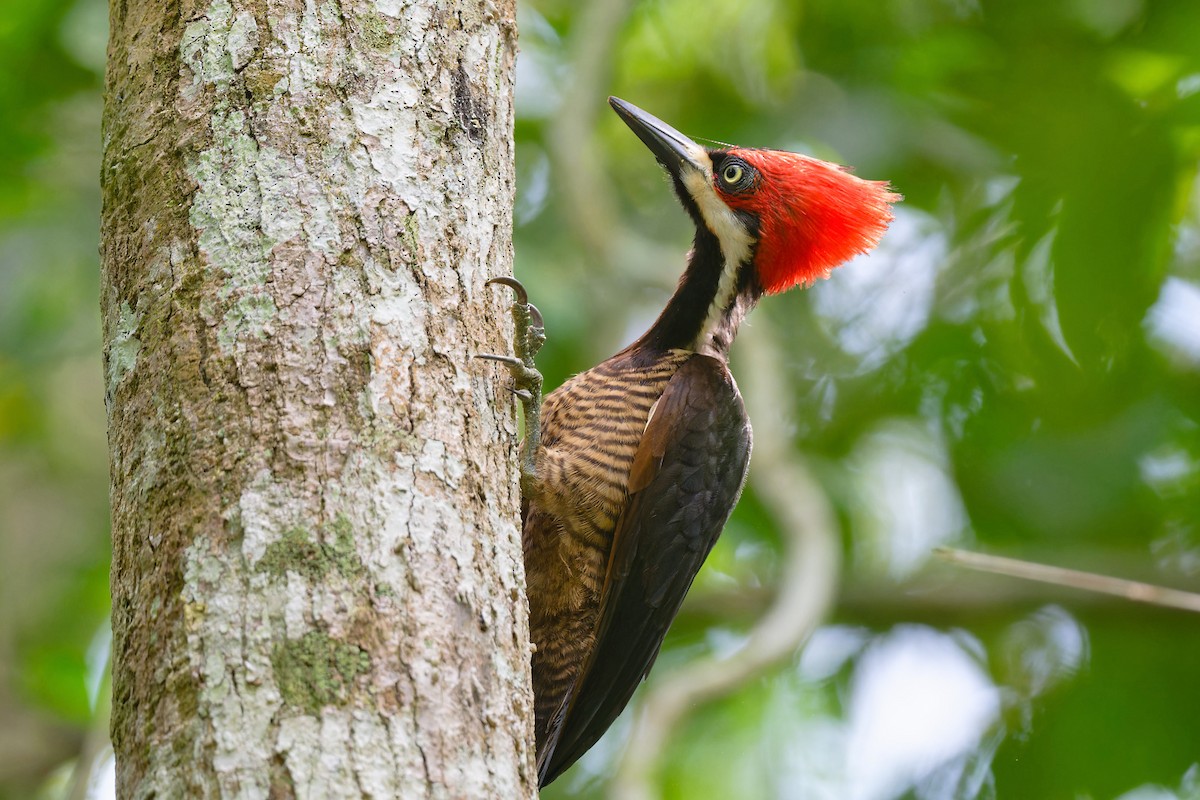 Crimson-crested Woodpecker - Zbigniew Wnuk