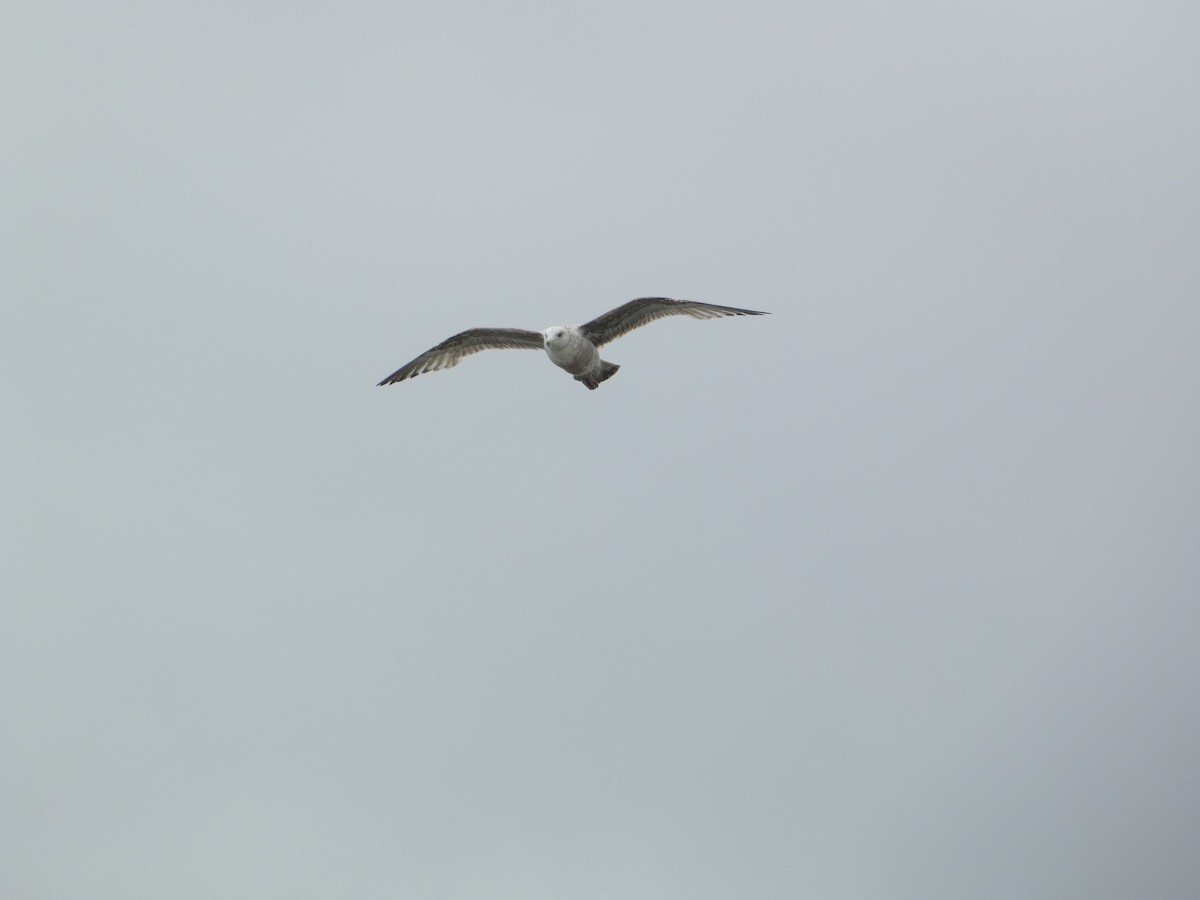 Larus sp. - Rithika Fernandes