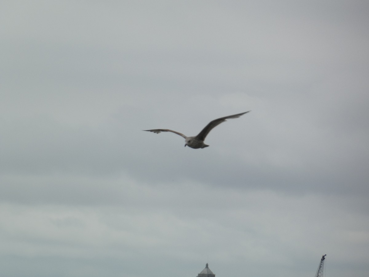 Larus sp. - ML619030685