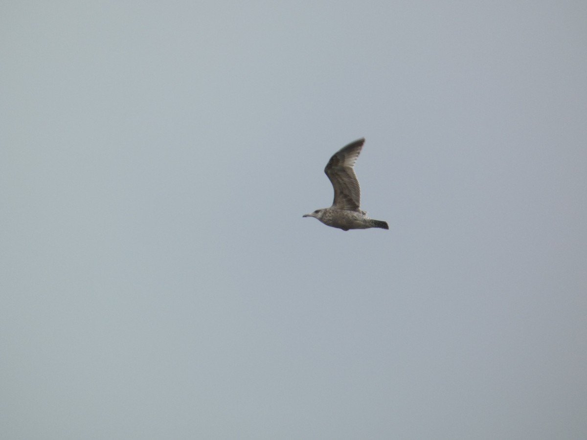 Larus sp. - ML619030686