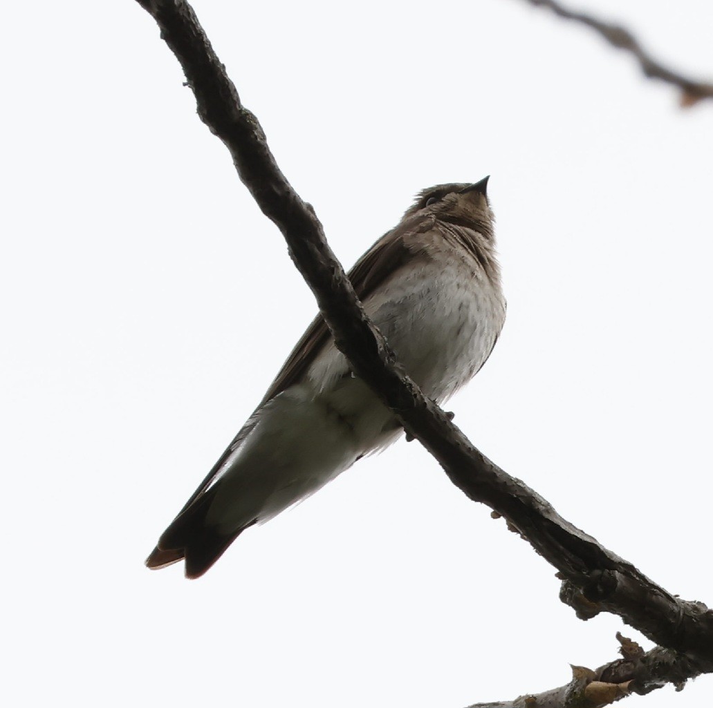 Northern Rough-winged Swallow - Robert Richard