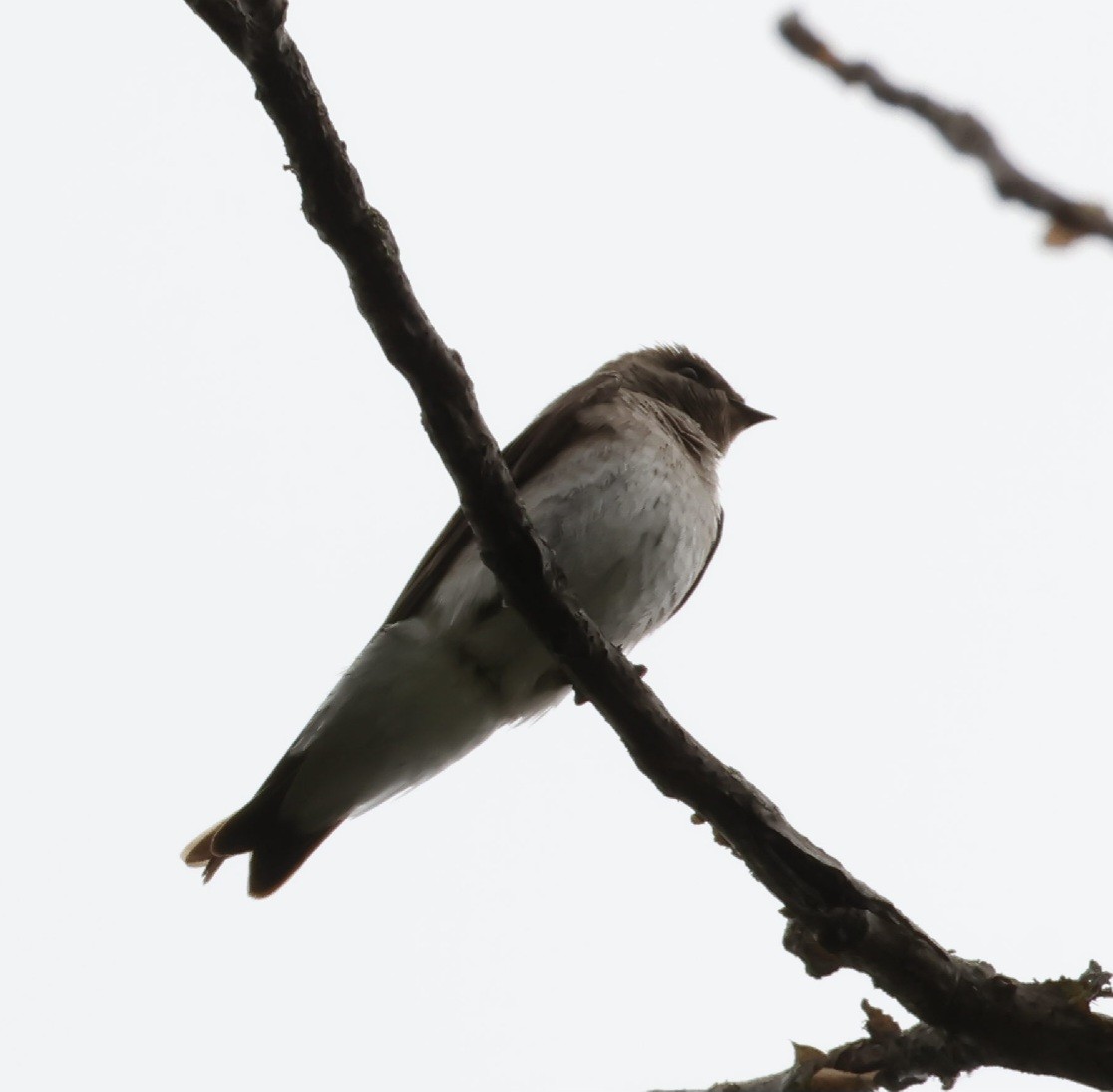 Northern Rough-winged Swallow - Robert Richard
