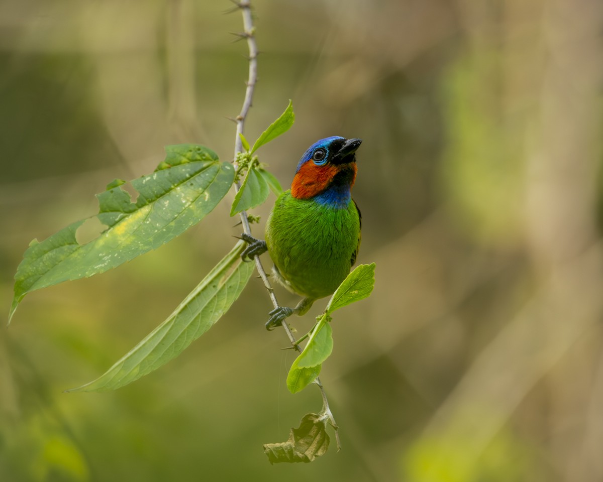 Red-necked Tanager - Caio Osoegawa
