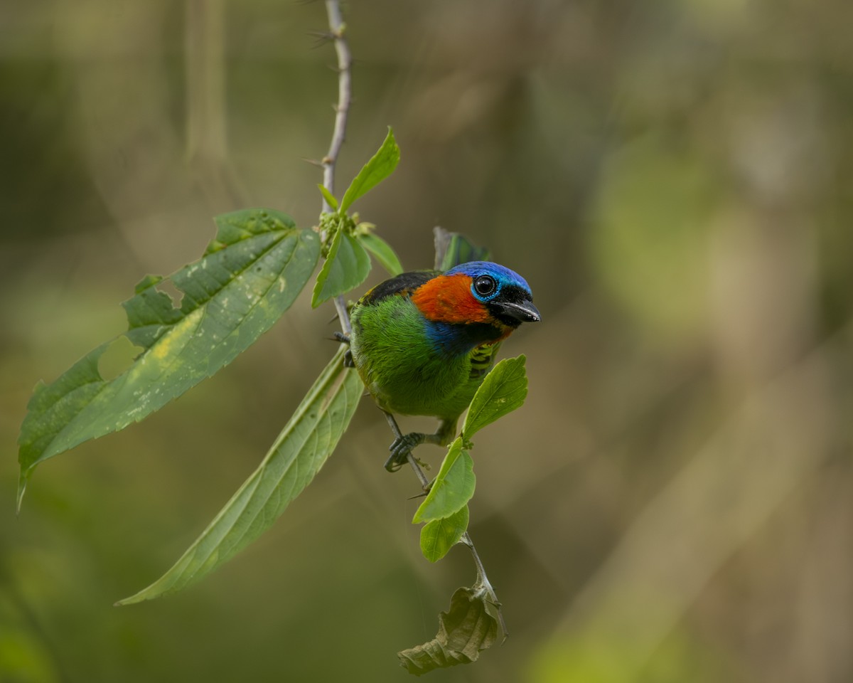 Red-necked Tanager - Caio Osoegawa