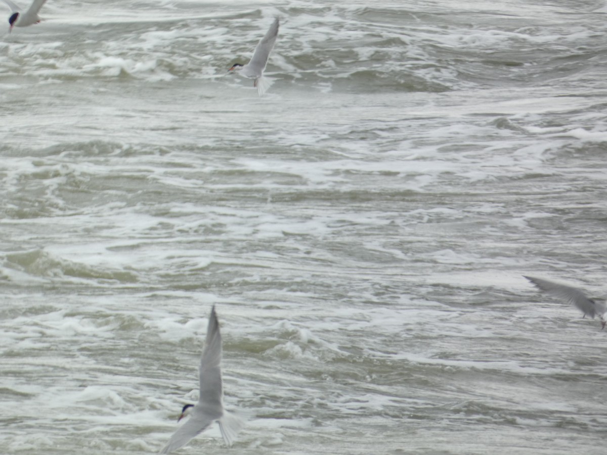 Forster's/Common Tern - ML619030716