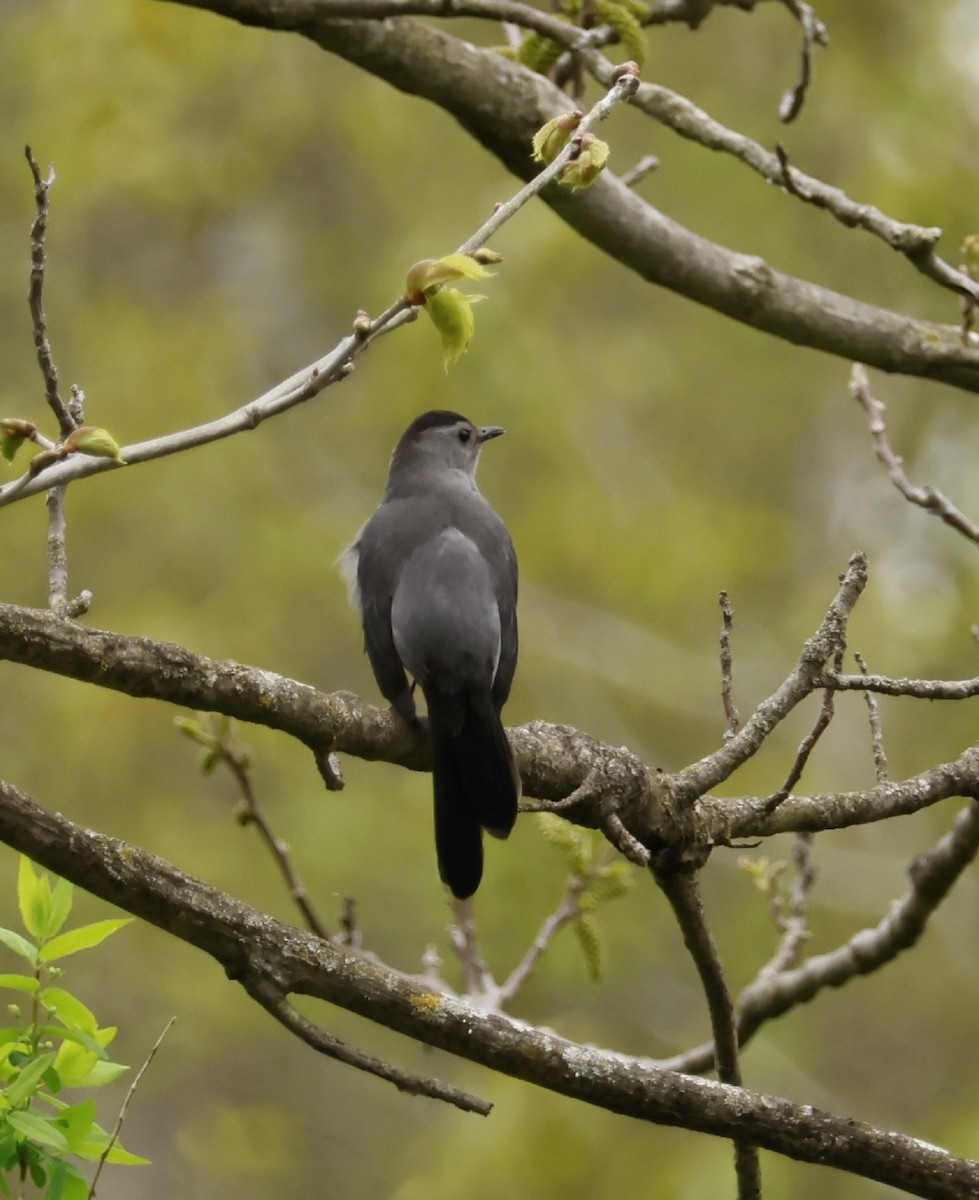 Gray Catbird - Robert Richard