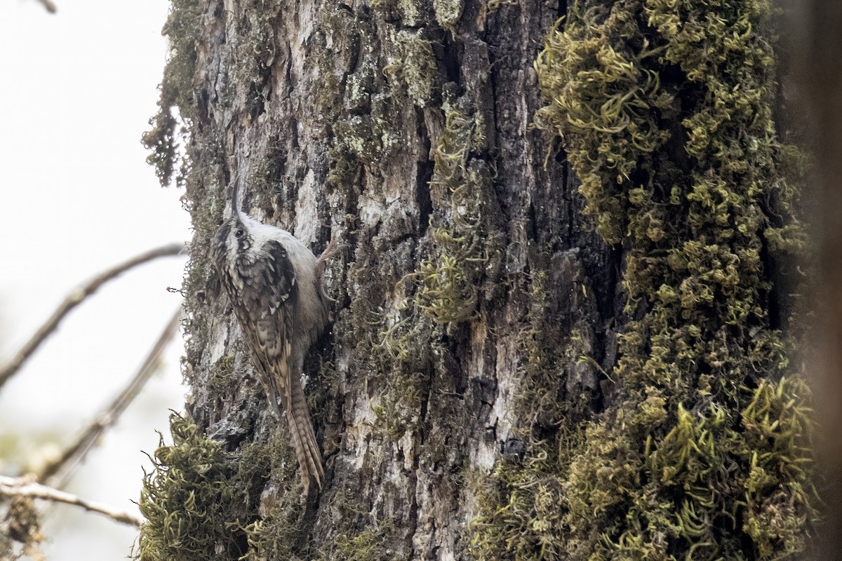 Bar-tailed Treecreeper - Ramesh Shenai