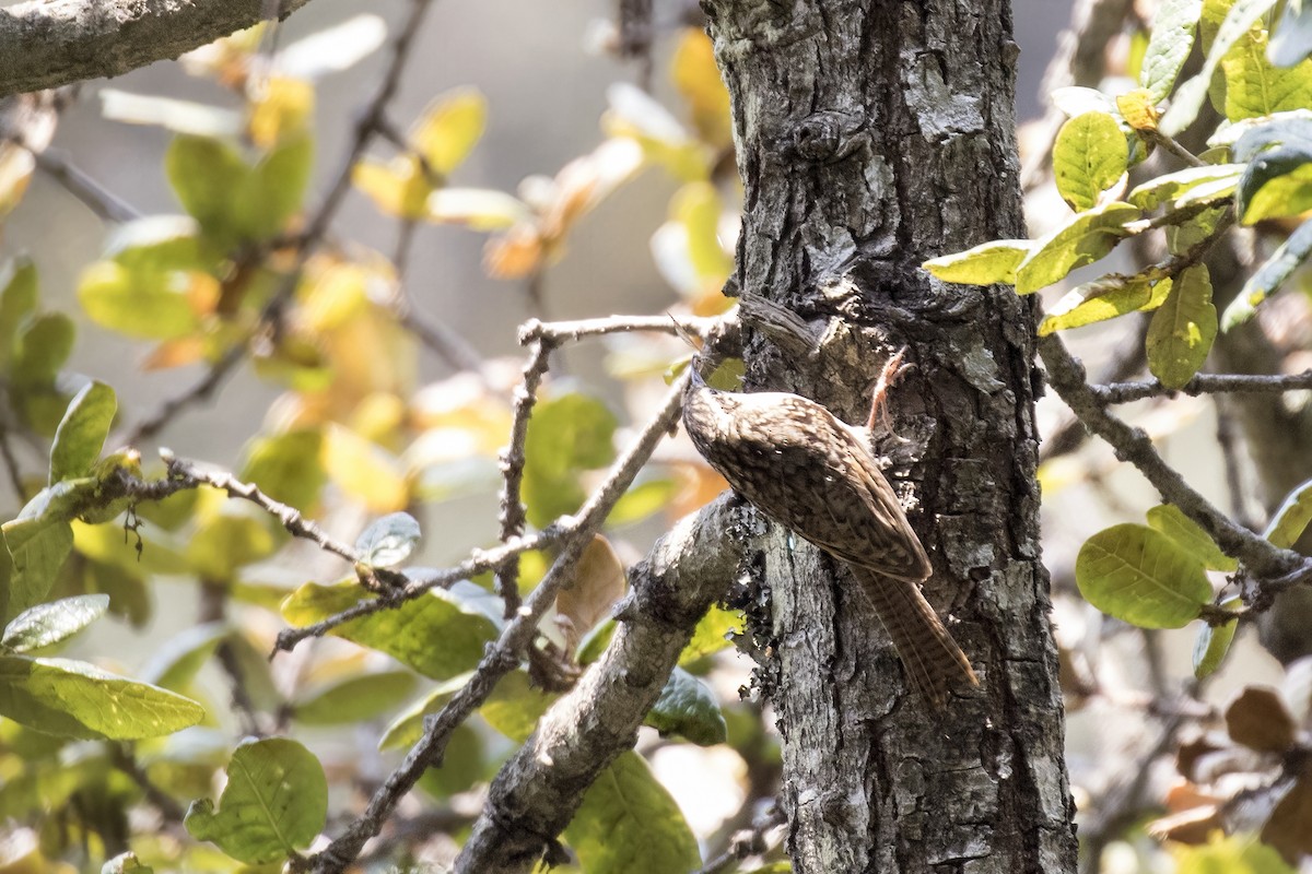 Bar-tailed Treecreeper - Ramesh Shenai