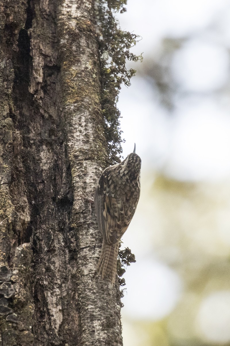Bar-tailed Treecreeper - Ramesh Shenai