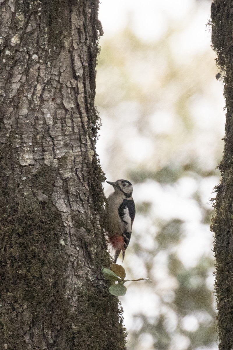 Himalayan Woodpecker - Ramesh Shenai