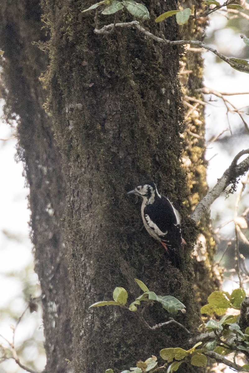 Himalayan Woodpecker - Ramesh Shenai