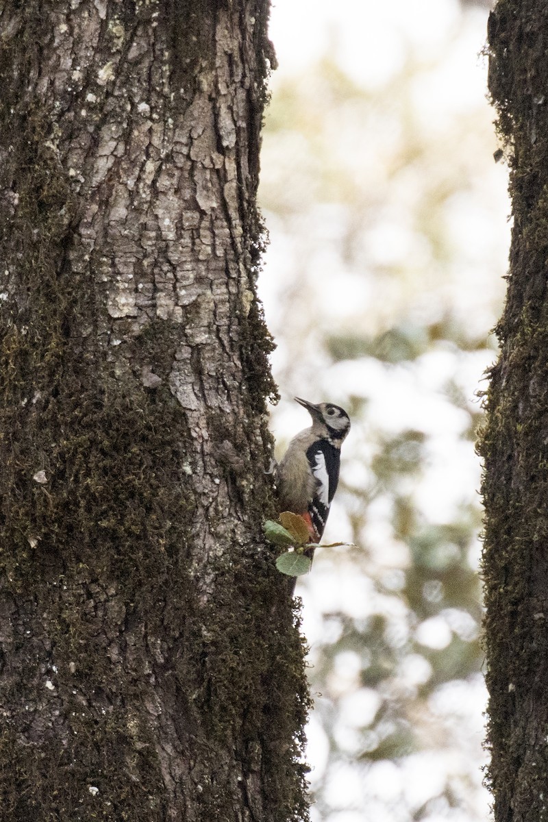 Himalayan Woodpecker - Ramesh Shenai