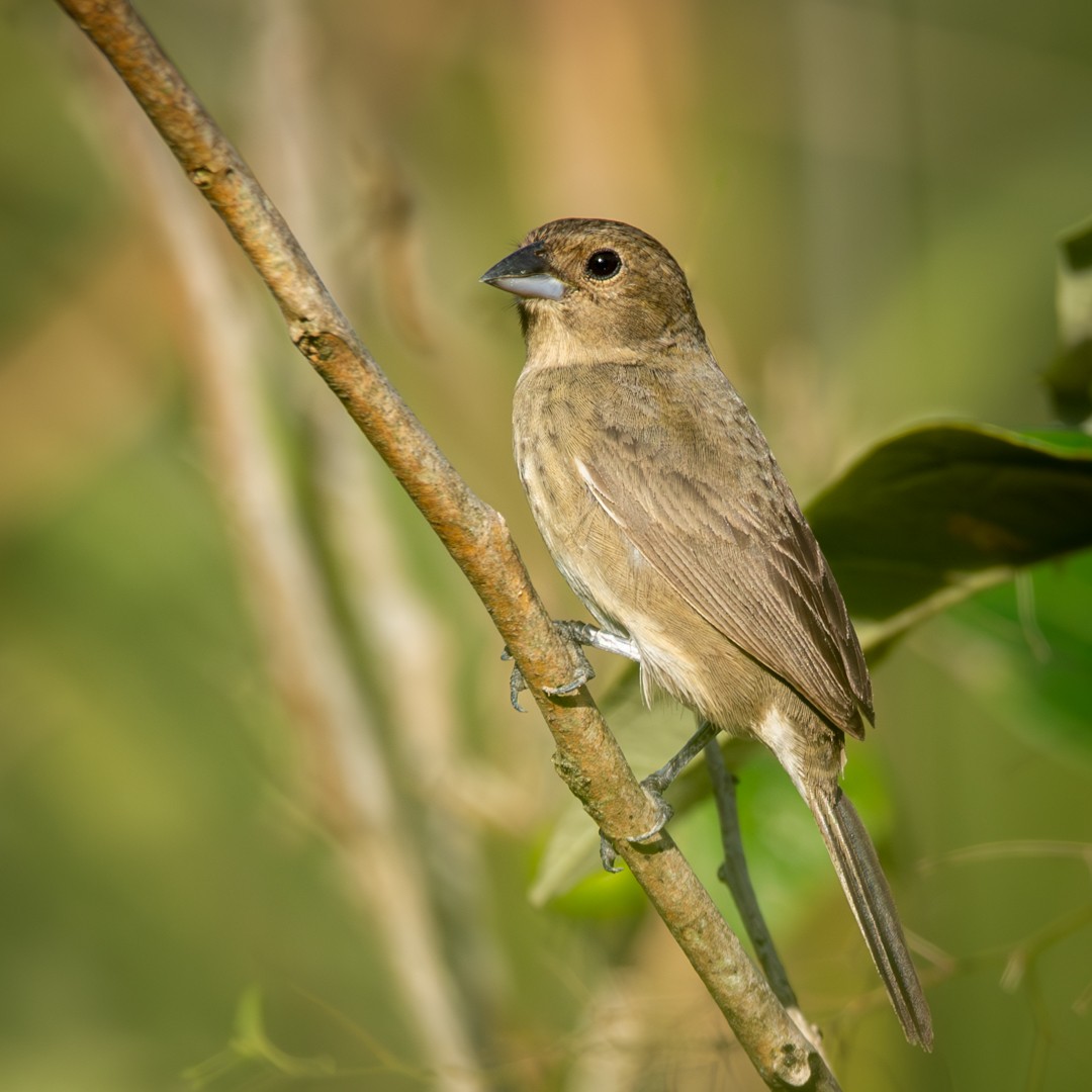 Blue-black Grassquit - ML619030795