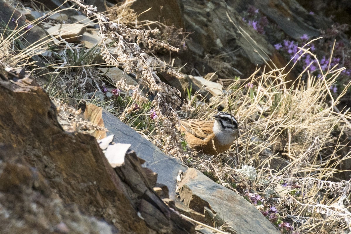 Rock Bunting - Ramesh Shenai