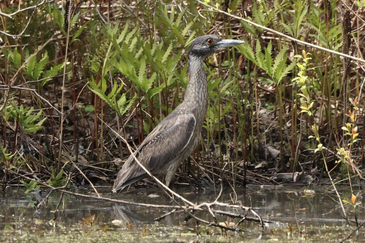 Yellow-crowned Night Heron - ML619030815