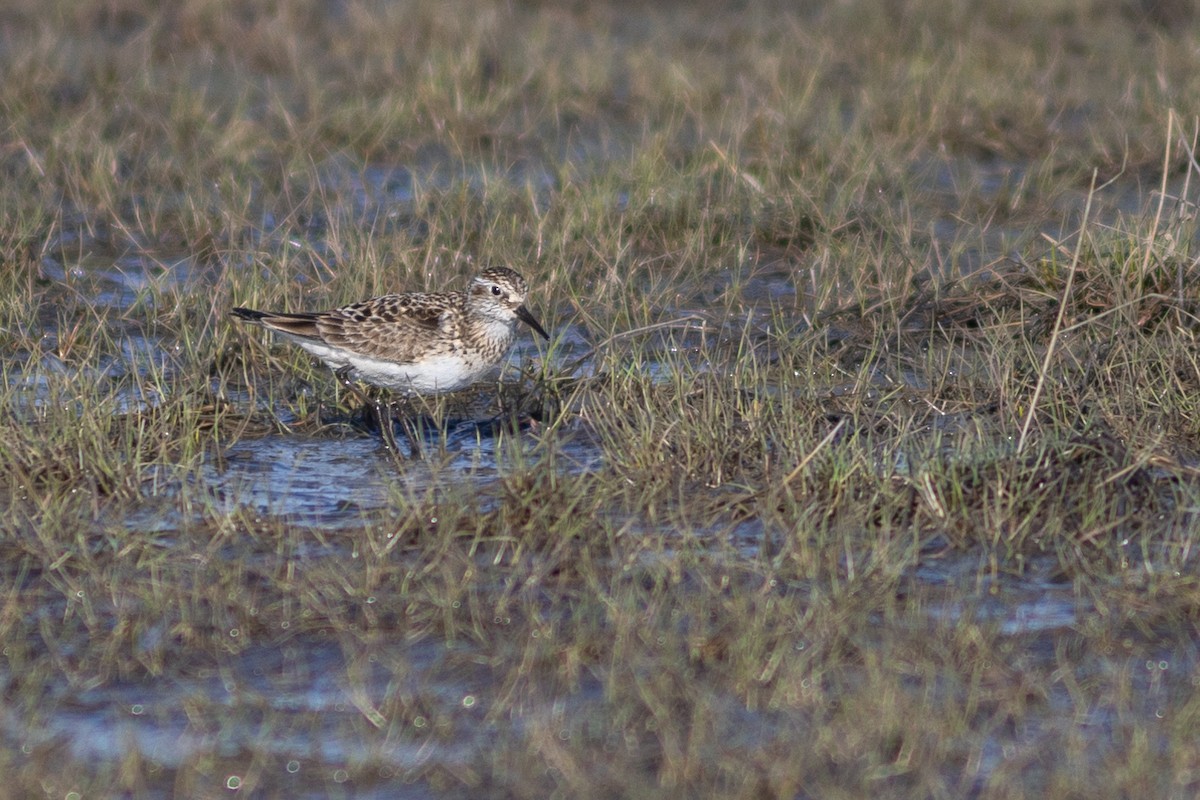 Baird's Sandpiper - Justin Saunders